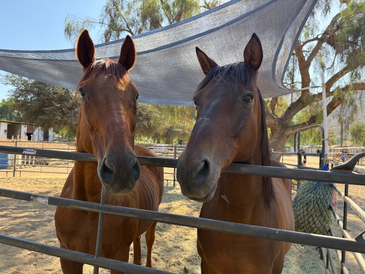 37 Horses Rescued From Julian Property Are Now Available For Adoption