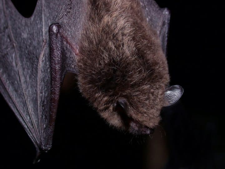 Health Alert: Two Rabid Bats Found in Escondido — One at Safari Park, Contacts Sought