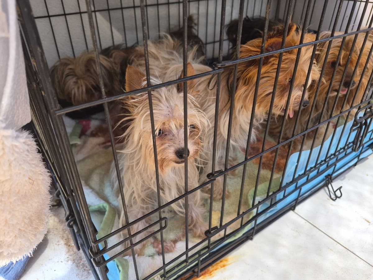San Diego Humane Society Dog Crowding Hits New Record
