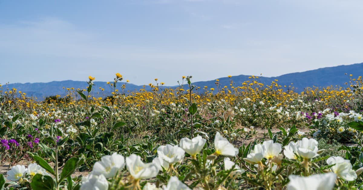 Anza-Borrego Up for California's Best State Park — And You Can Vote Right Now