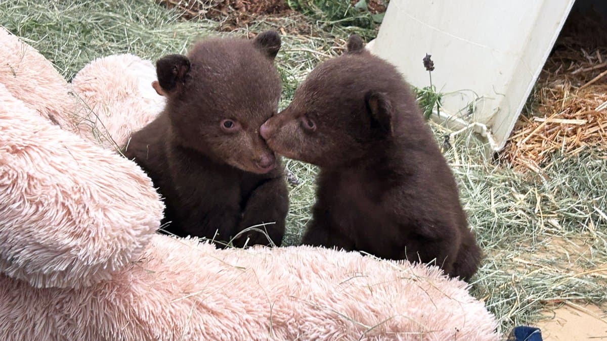 Two Orphaned Bear Cubs Arrive at Ramona Wildlife Center After Mother Euthanized in LA County