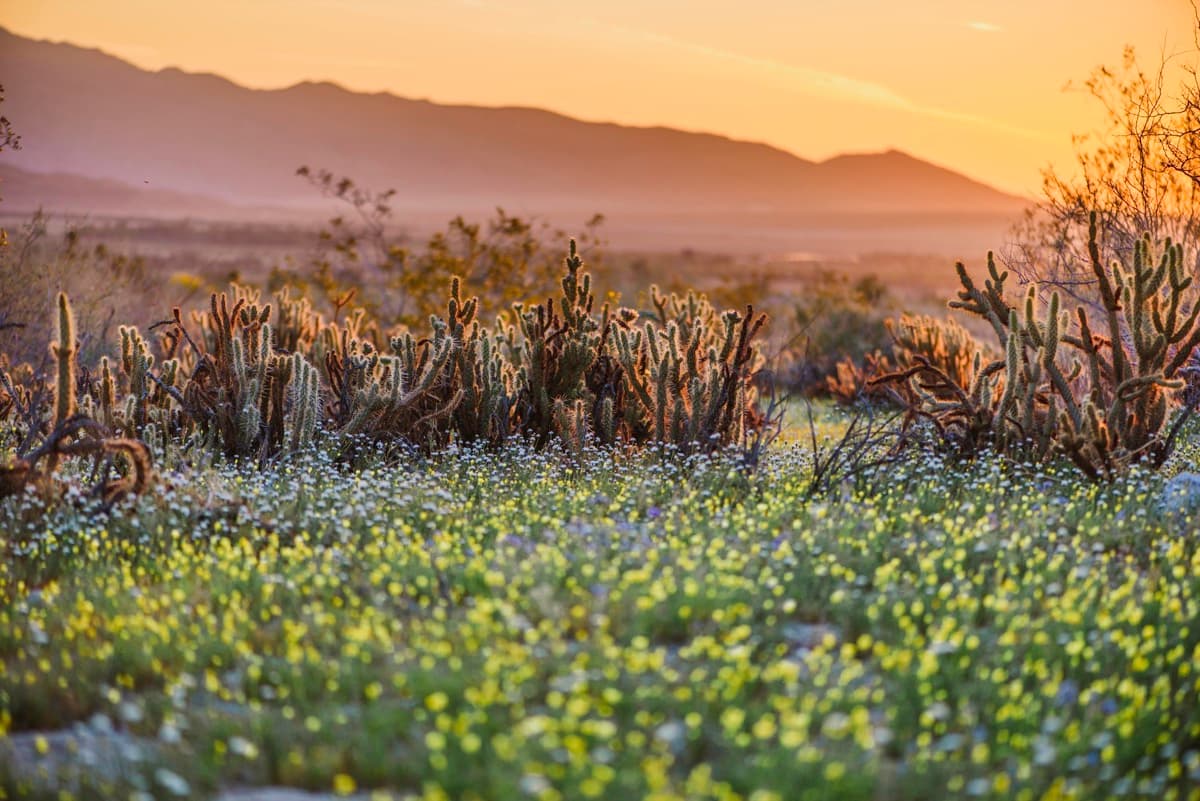 Desert Wildflowers Bloom Early in Borrego Springs After Heavy Winter Rains