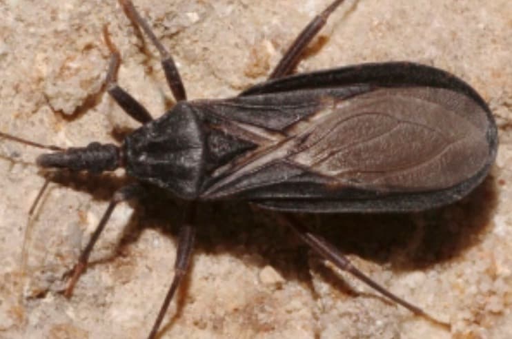 County Confirms First Locally Acquired Chagas Case in San Diego Region