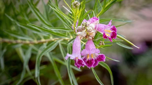 Bought a Desert Willow at Costco? County Says Check It Now