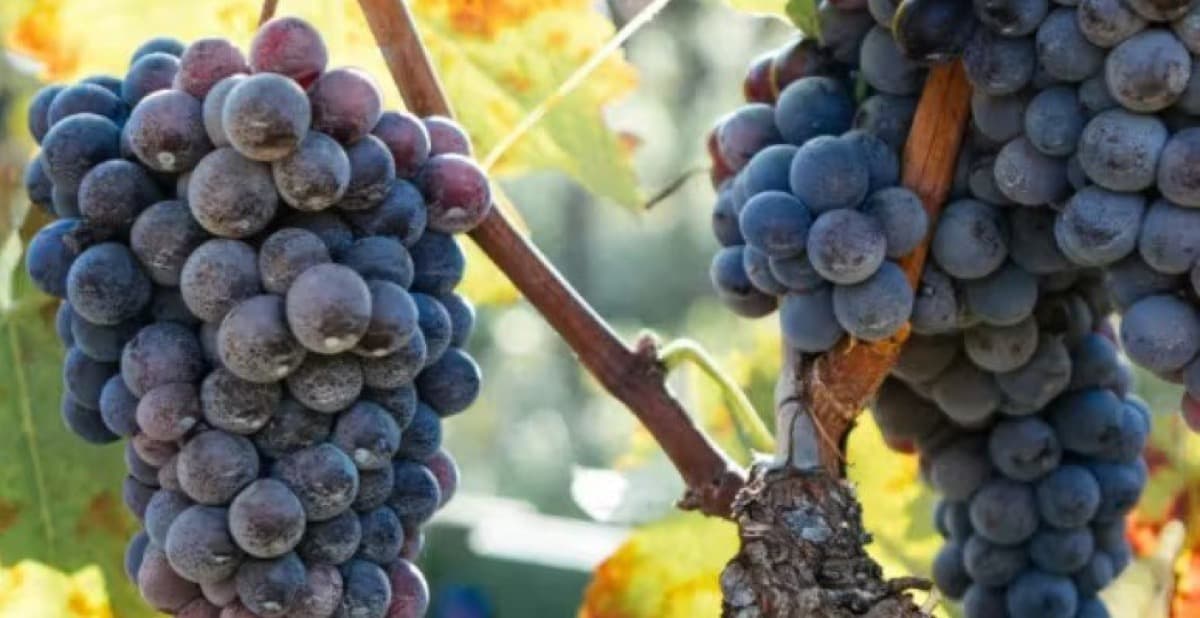 County Focus Group Opens Debate Over Rural Winery Expansion