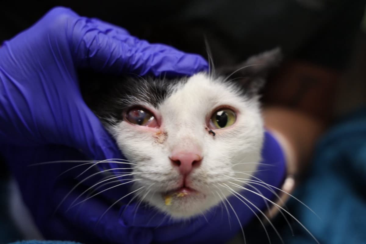 Hundreds of Animals Removed From Julian Sanctuary After Neglect Raid