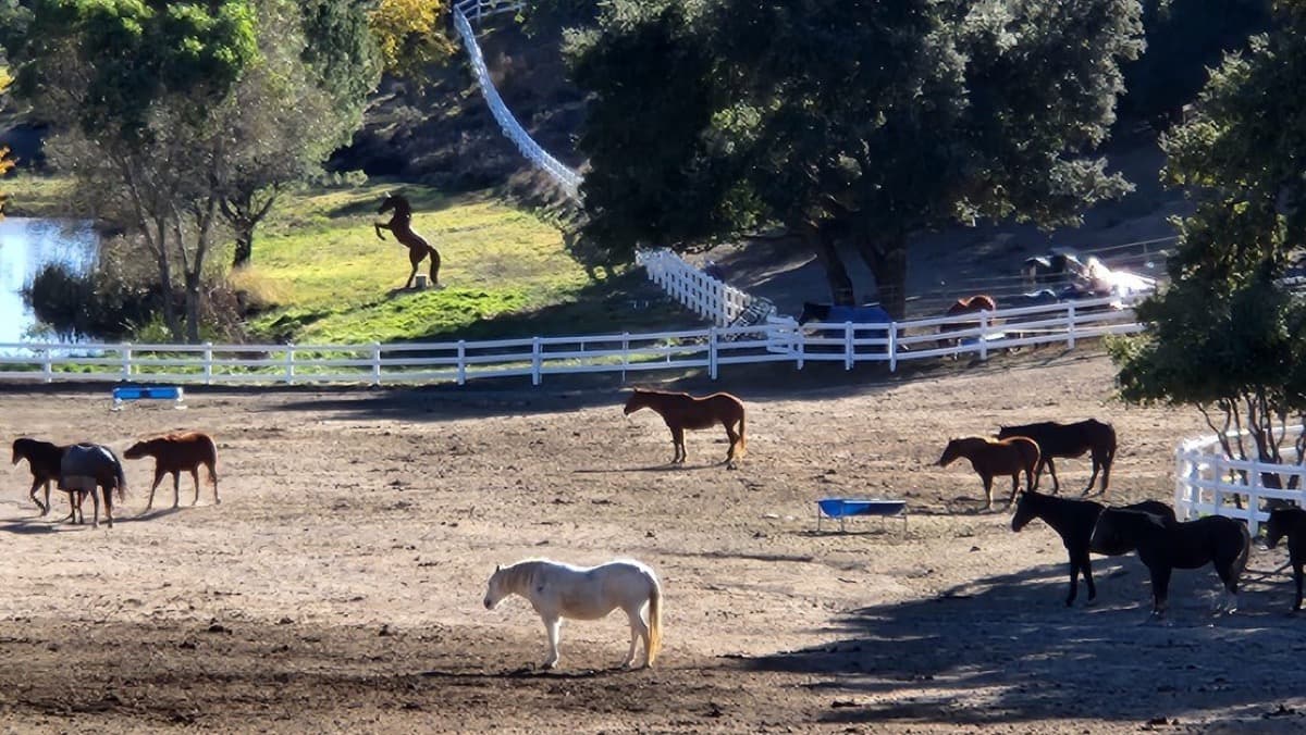 Hundreds of Animals Seized in Major Julian Sanctuary Rescue