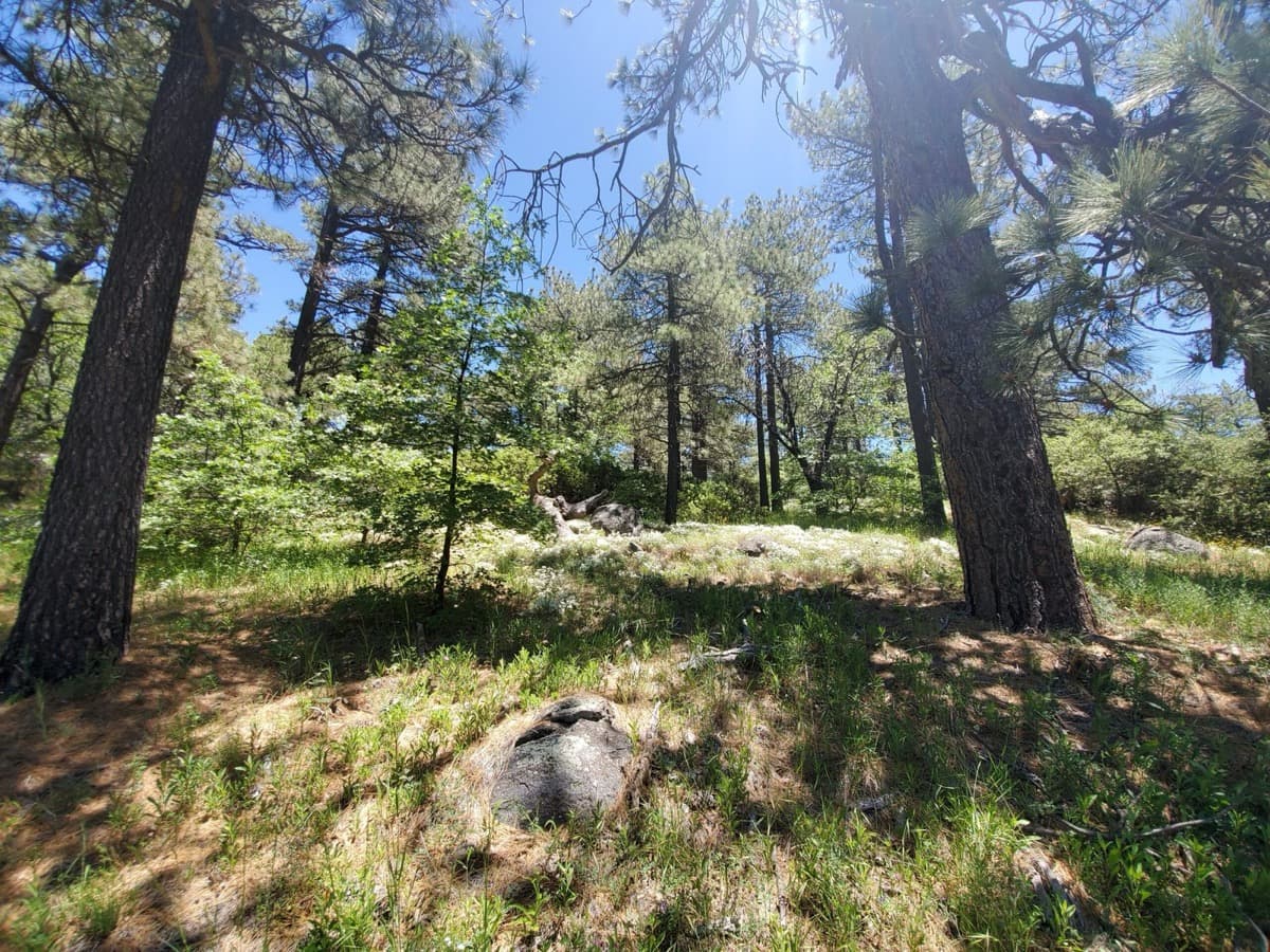 Laguna Mountains Forest Plan Raises Wildfire and Conservation Questions