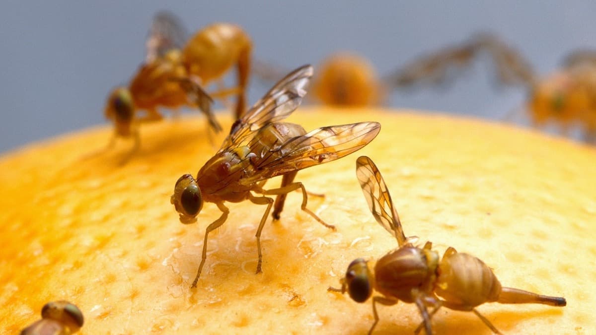 Santee Under Quarantine: Mexican Fruit Fly Detected in La Mesa, Affecting 77 Square Miles