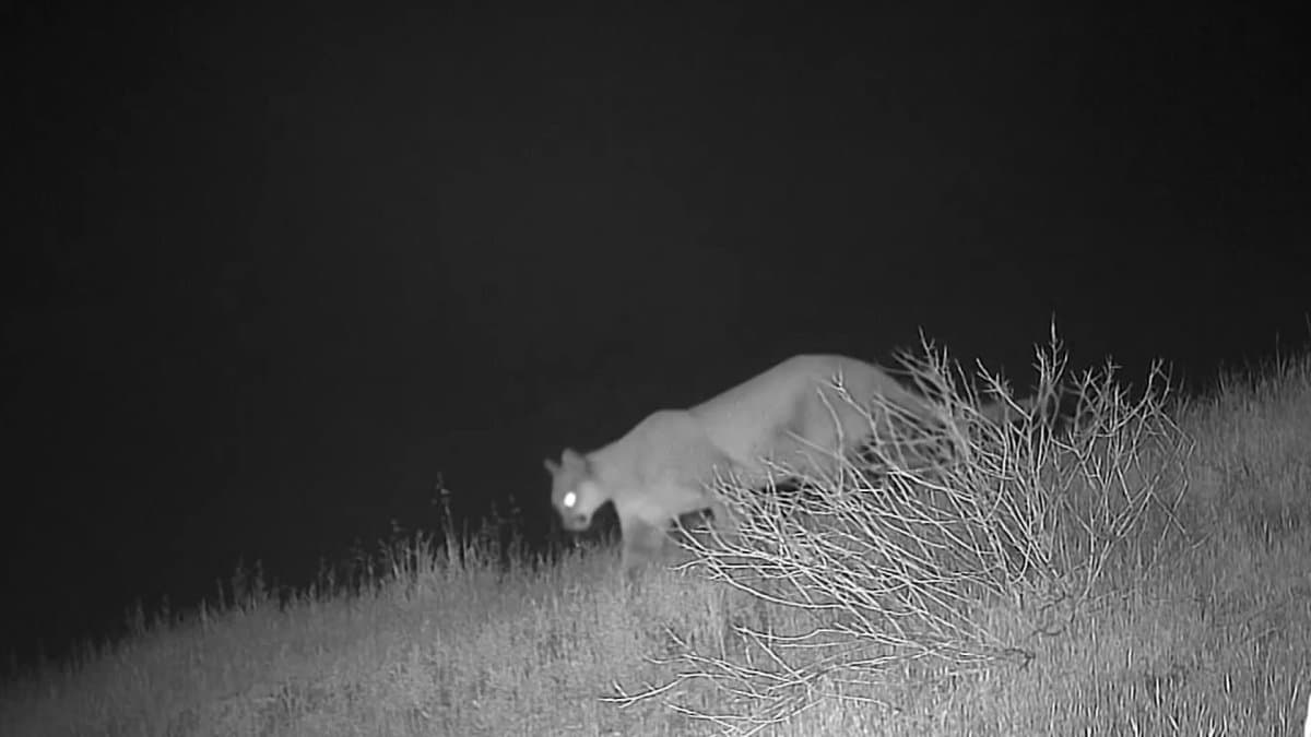 Mountain Lion Caught on Trail Camera Near Homes by Santee Lakes