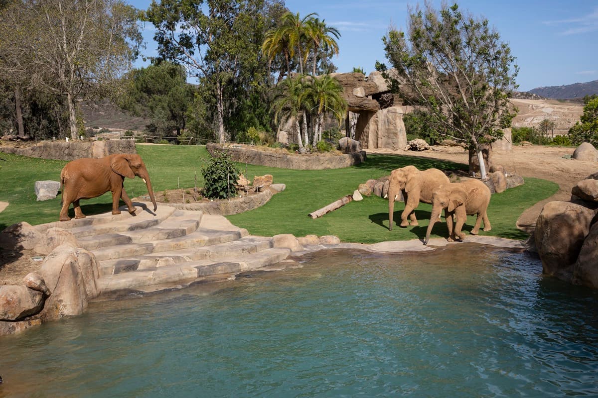 Elephant Valley Opens Thursday at San Diego Zoo Safari Park — A Day Trip Worth Taking