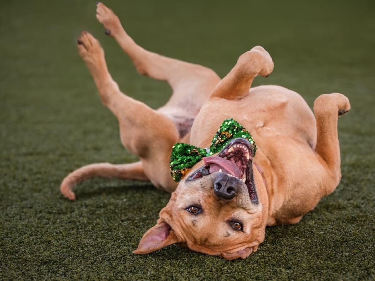 El Cajon Shelter Joins $50 Pet Adoption Drive as Humane Society Campuses Fill Up