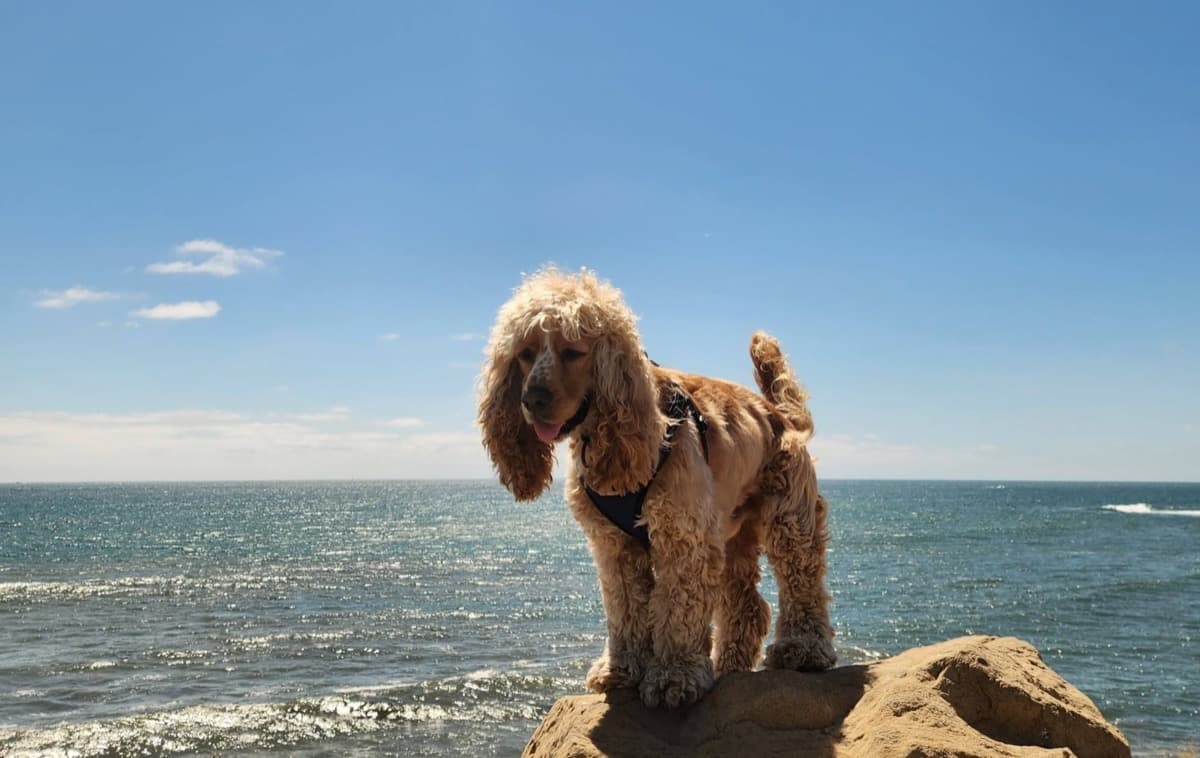 Free Microchips Offered Before Fourth of July Fireworks
