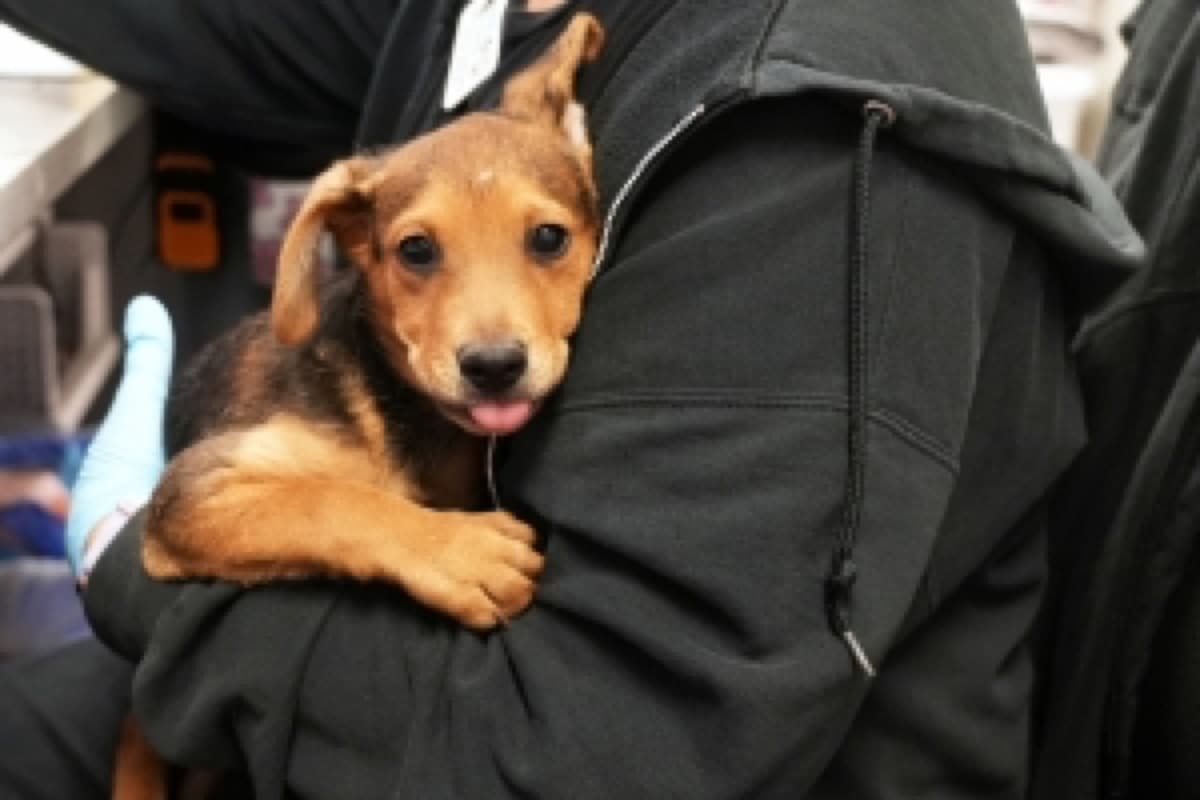 San Diego Humane Society's East County Hub Takes in Rescue Dogs Despite Severe Overcrowding