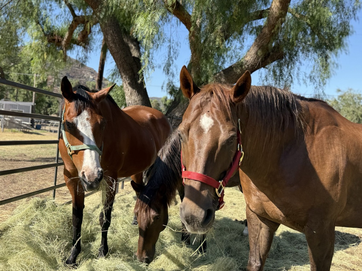 Rescued Julian Horses Find New Homes in East County