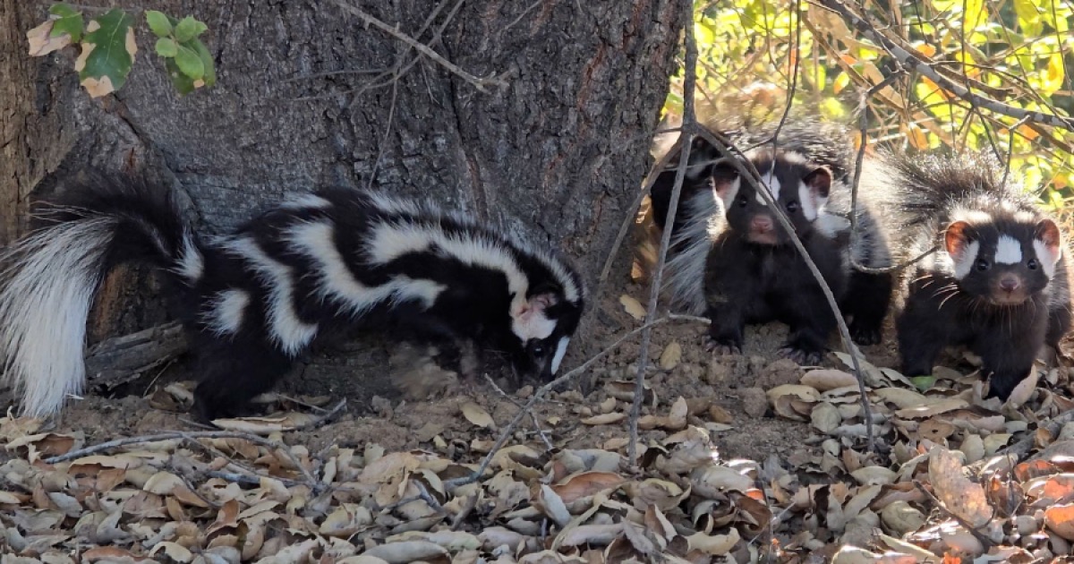 Rare Spotted Skunks Released After Care at Ramona Wildlife Center