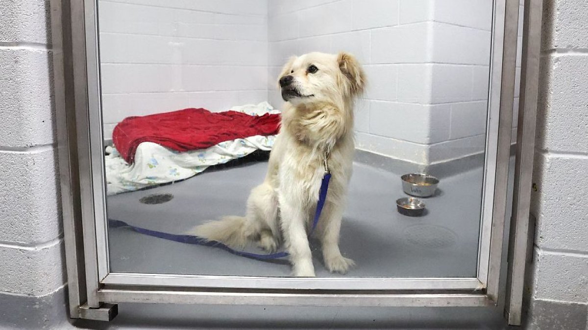 Lost Pets Surge After July Fourth Fireworks Across San Diego County