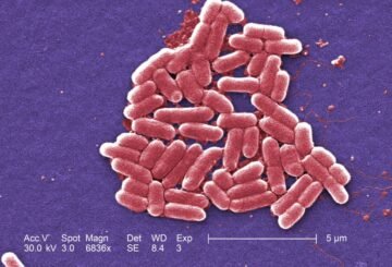 County Reports Two Local E. Coli Cases Linked to Kebab Shop Outbreak