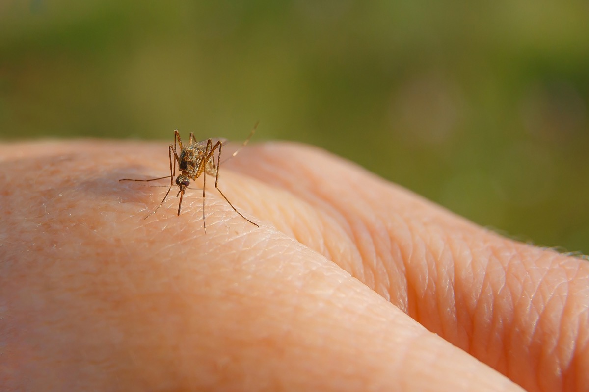 Fourth West Nile Case Prompts County Mosquito Warning