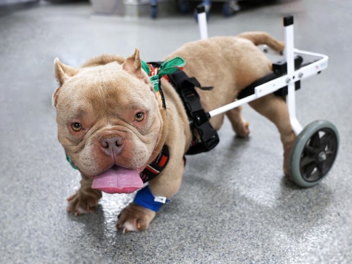 San Diego Humane Society Sets $1M Giving Day as Shelters Face Overcrowding
