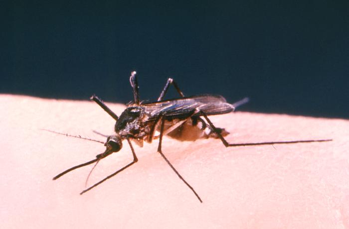 West Nile Found in San Carlos Mosquitoes as County Urges Prevention